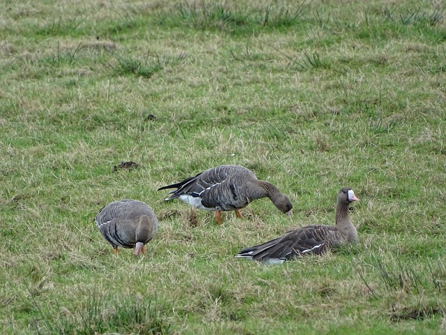 个足球界敲 个足球界敲