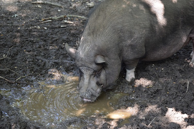 足球文化的 足球文化的